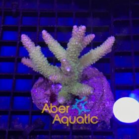 Acropora Abrotanoides