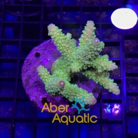Acropora Aspera
