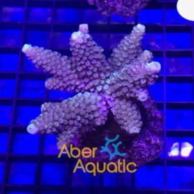 Acropora Aspera Purple