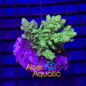 Acropora Austera