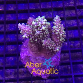 Acropora Cytherea Pikachu