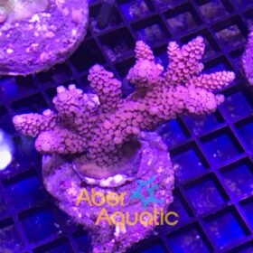 Acropora Digitifera Purple