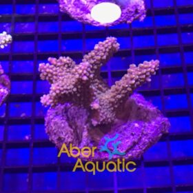 Acropora Divaricata