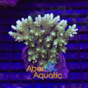 Acropora Efflorescens Lime in the Sky