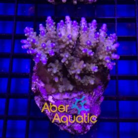 Acropora Efflorescens Ultimate Efflo