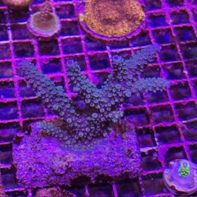 Acropora Formosa Blue