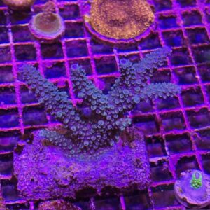 Acropora Formosa Blue