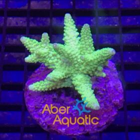 Acropora Formosa Lime