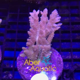 Acropora Hyacinthus