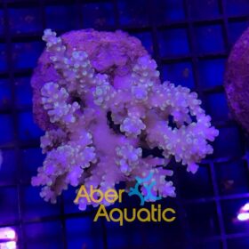 Acropora Latistella Bali Shortcake