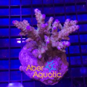 Acropora Loripes Purple Green