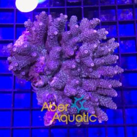 Acropora Millepora