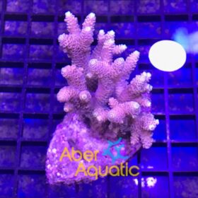 Acropora Millepora Red