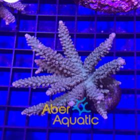 Acropora Parilis