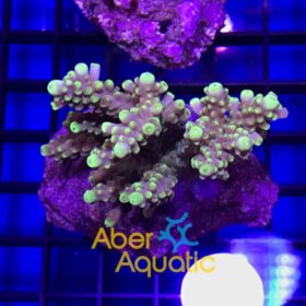 Acropora Rosaria