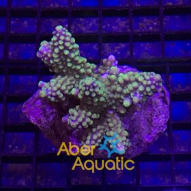 Acropora Secale Purple Green