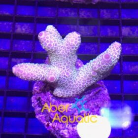 Acropora Spathulata Rainbow