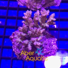 Acropora Subulata