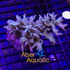 Acropora Suharsonoi