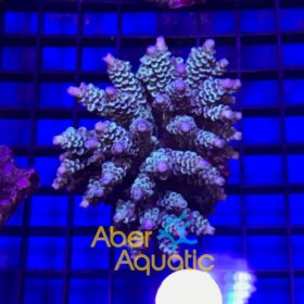 Acropora Tenuis Homewrecker