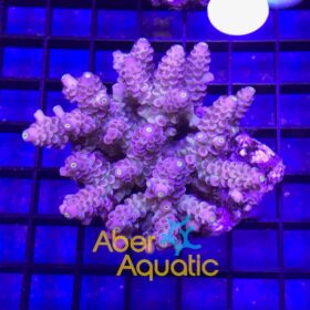 Acropora Tenuis Rainbow