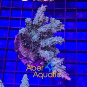 Acropora Tortuosa Miyagi Tort