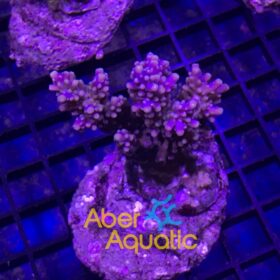 Acropora Valida