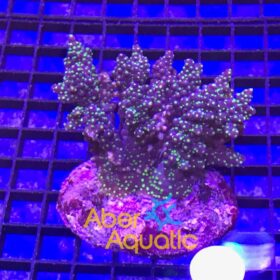 Acropora Valida Tricolor