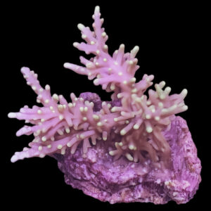 Acropora carduus 1