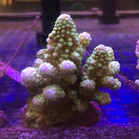 Acropora Humilis Green