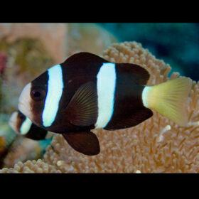 Amphiprion Clarkii Black Tank Bred
