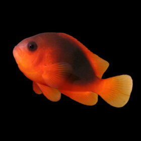 Amphiprion Ephippium