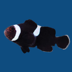 Amphiprion Ocellaris Black Misbar