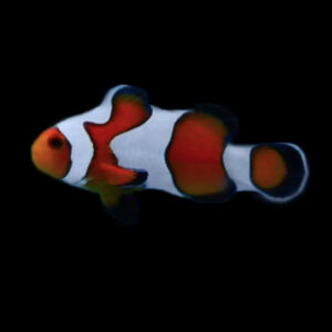 Amphiprion Ocellaris Premium Gladiator