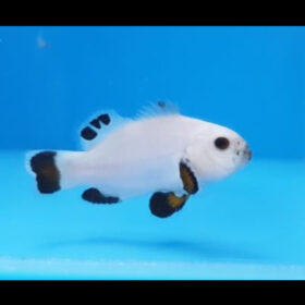 Amphiprion Ocellaris Plasma Storm