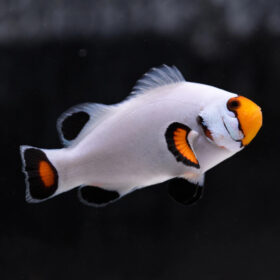 Amphiprion Percula Platinum