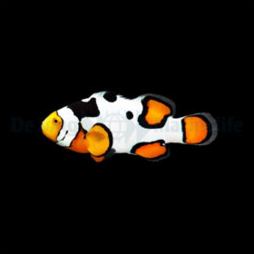 Amphiprion Percula Picasso PREMIUM.