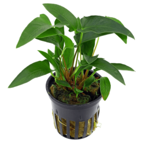 Anubias Heterophylla pot
