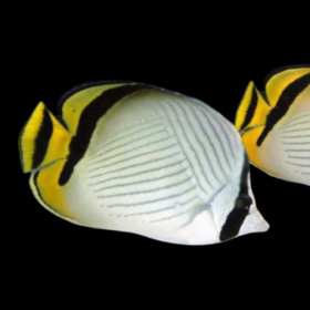 Chaetodon Vagabundus