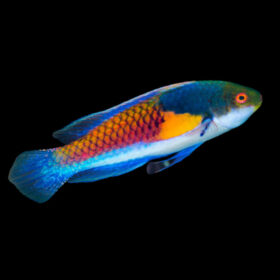 Cirrhilabrus Ryukyuensis