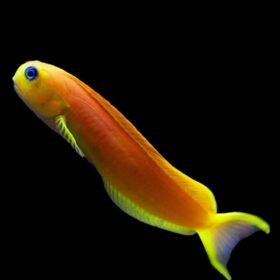 Ecsenius Midas