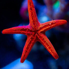 Fromia Indica, Indian Sea Star