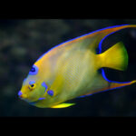 Holacanthus Ciliaris, Queen Angelfish Adult