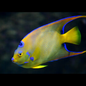 Holacanthus Ciliaris, Queen Angelfish Adult