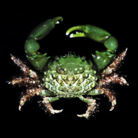 Mithraculus Sculptus Mithrax Crab