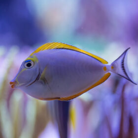 Naso Elegans