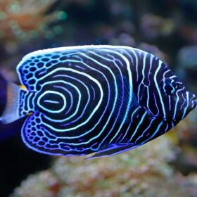 Pomacanthus Imperator
