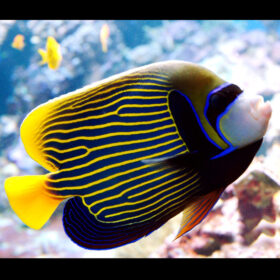 Pomacanthus Imperator Adult