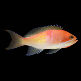 Pseudanthias Kashiwae Female