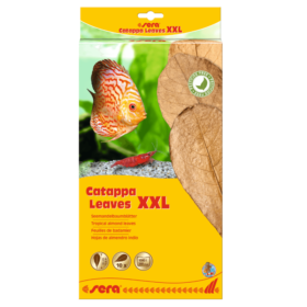Sera Catappa Leaves XXL